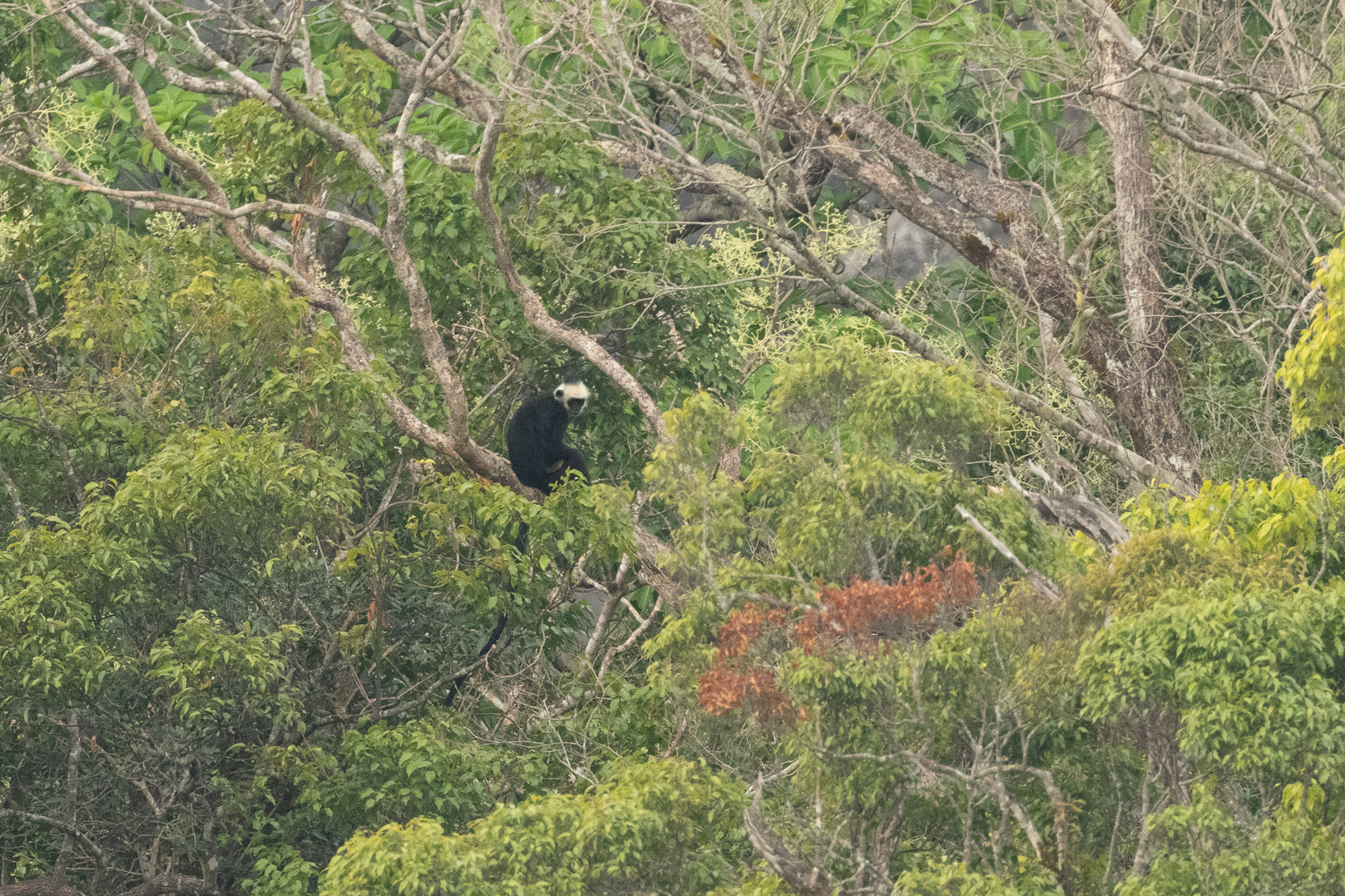 Laos Langur (image by Vincent van der Spek)