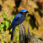 Large Niltava (image by Craig Robson)