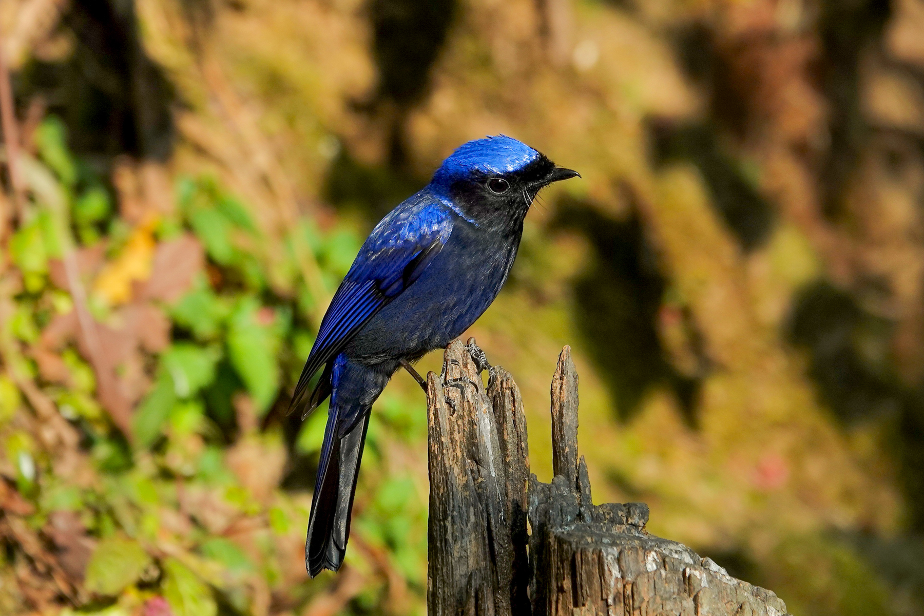 Large Niltava (image by Craig Robson)