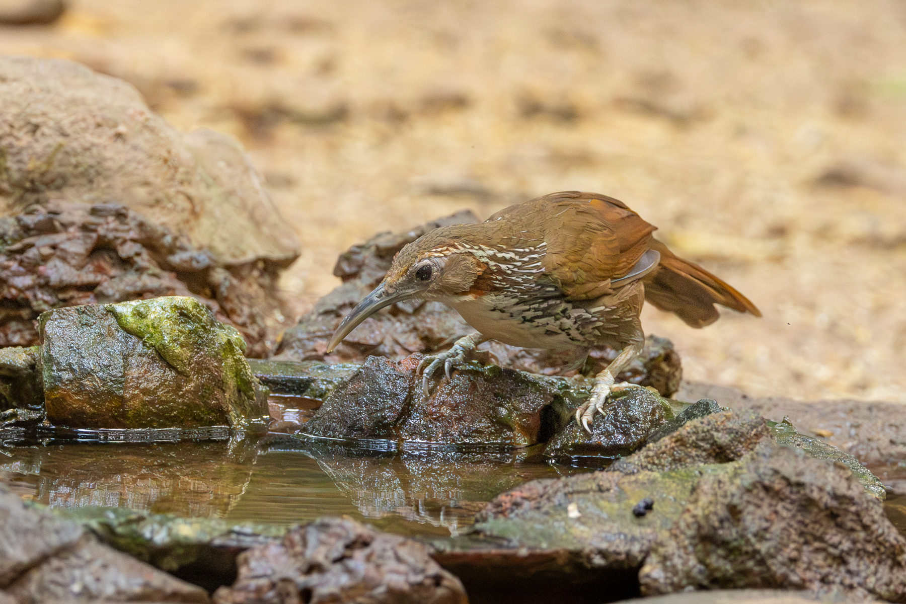 Large Scimitar-babbler (image by Vincent van der Spek)