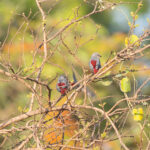 Lavender Waxbills (image by Diedert Koppenol)