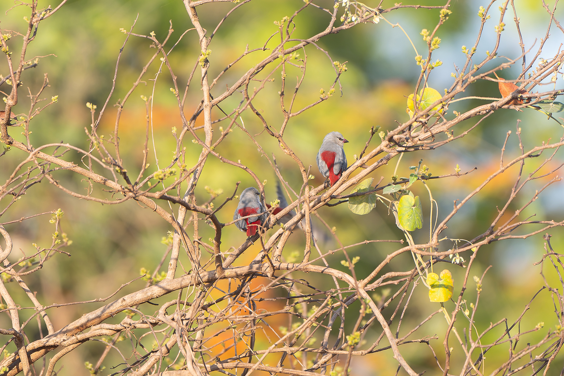 Lavender Waxbills (image by Diedert Koppenol)