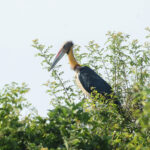 Lesser Adjutant (image by Vincent van der Spek)
