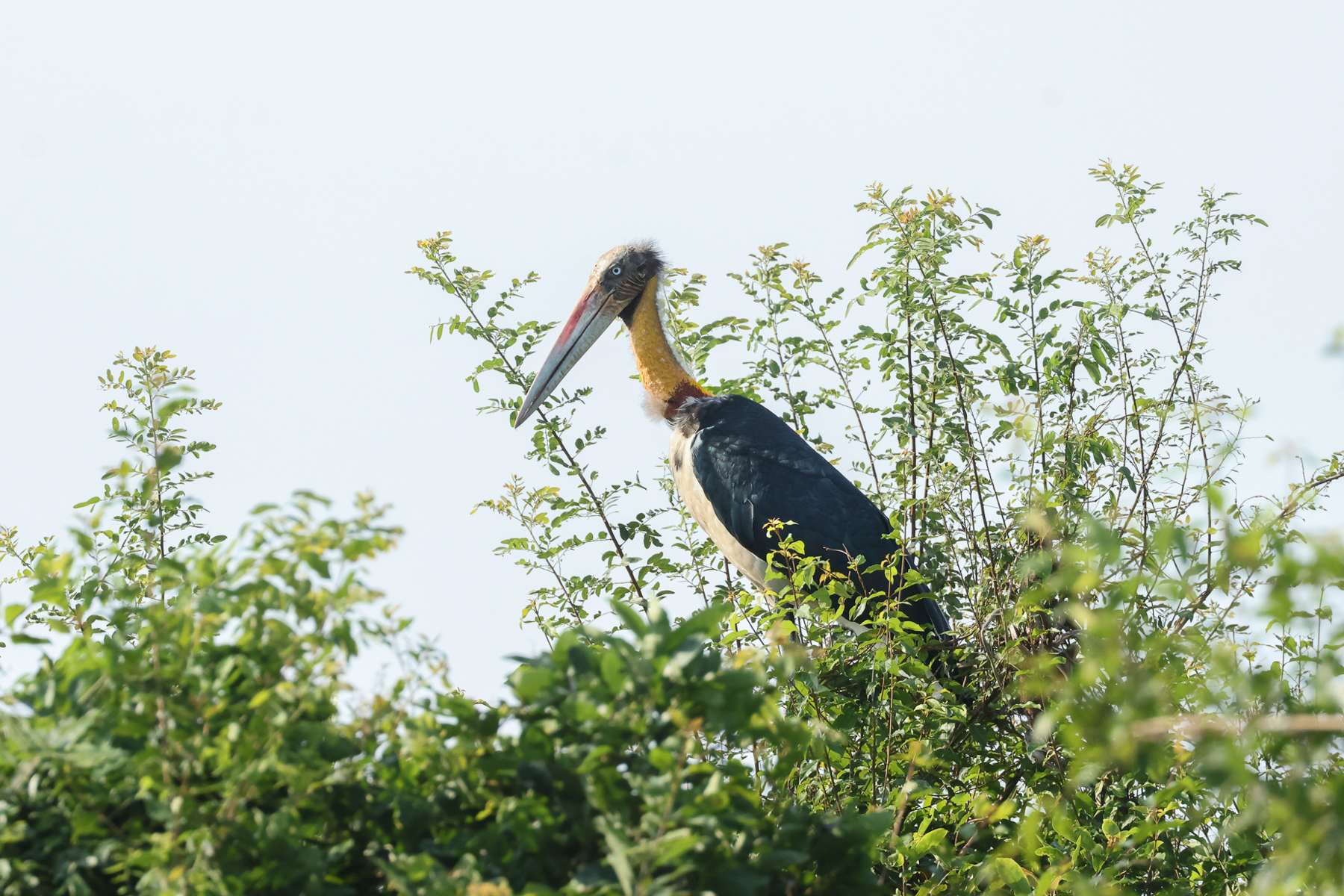 Lesser Adjutant (image by Vincent van der Spek)
