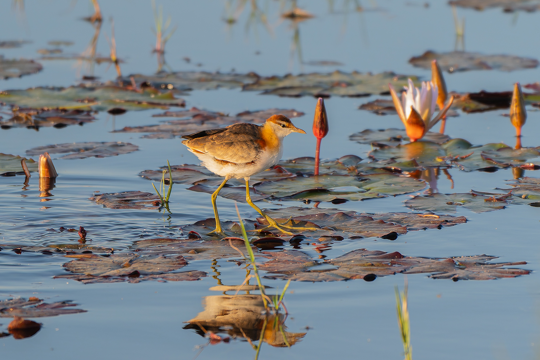 Lesser Jacana (image by Diedert Koppenol)