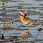 Lesser Jacana (image by Diedert Koppenol)