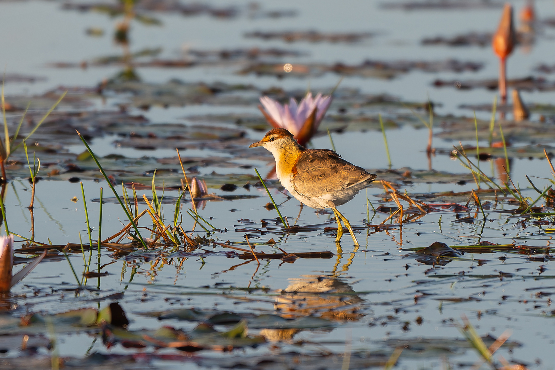 Lesser Jacana (image by Diedert Koppenol)