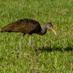 Limpkin (image by Eustace Barnes)