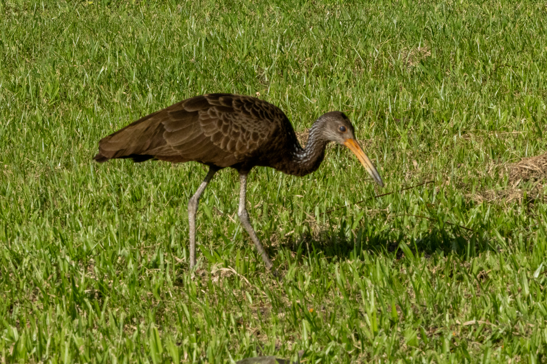 Limpkin (image by Eustace Barnes)
