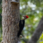 Lineated Woodpecker (image by Eustace Barnes)