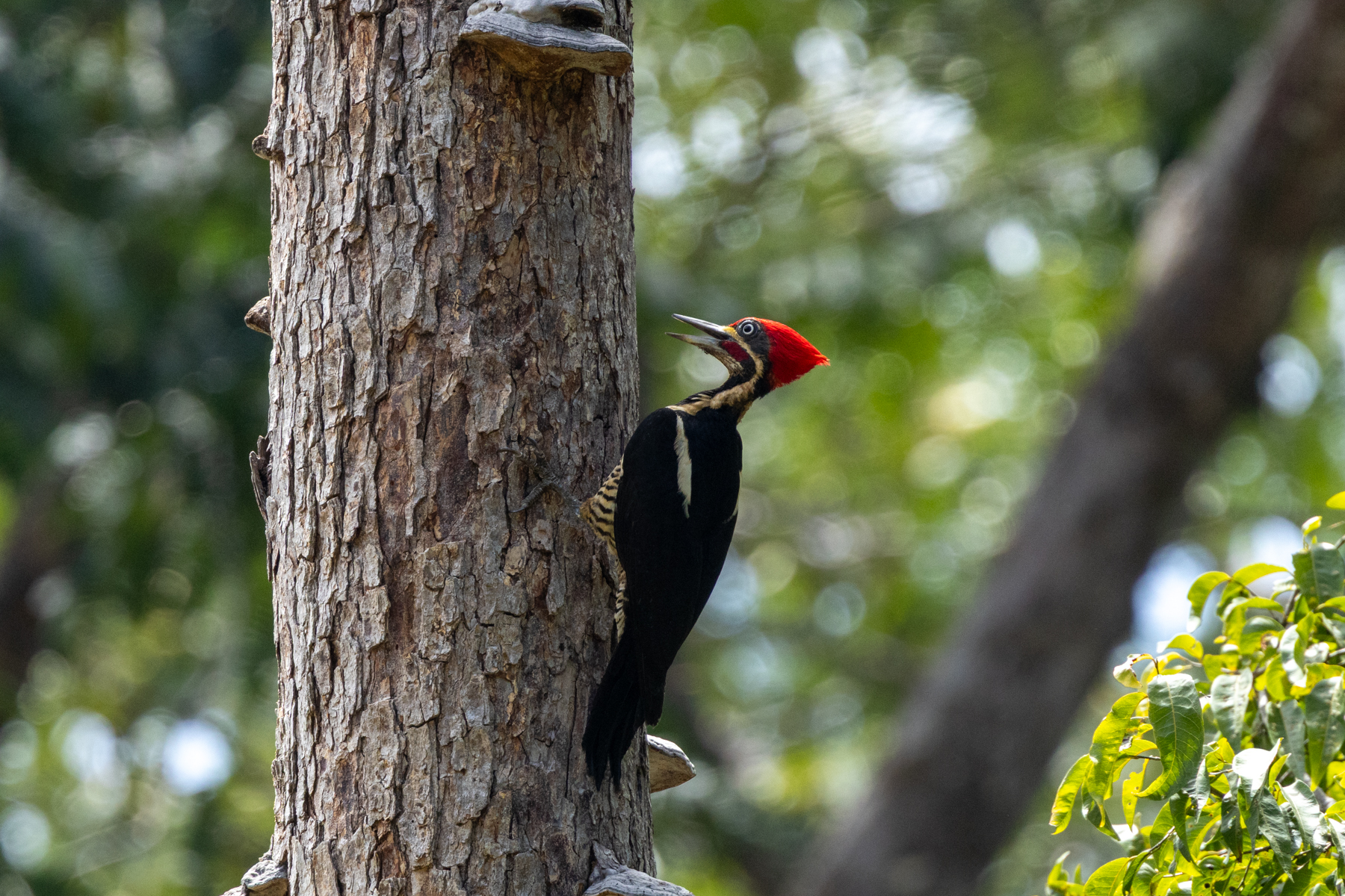 Lineated Woodpecker (image by Eustace Barnes)