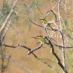 Little Bee-eaters (image by Diedert Koppenol)