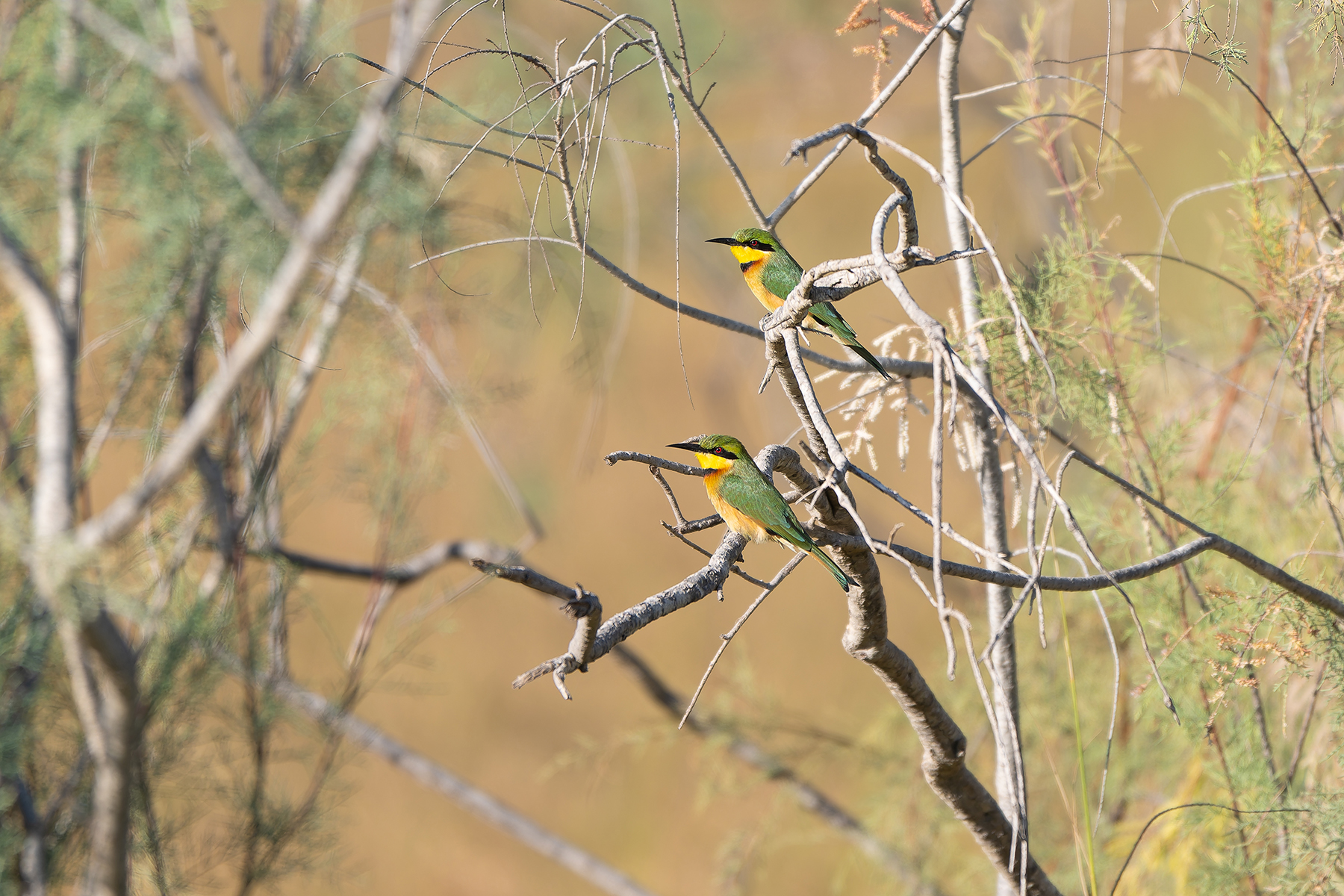 Little Bee-eaters (image by Diedert Koppenol)