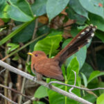 Little Cuckoo (image by Eustace Barnes)