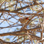 Little Grey Woodpecker (image by Diedert Koppenol)