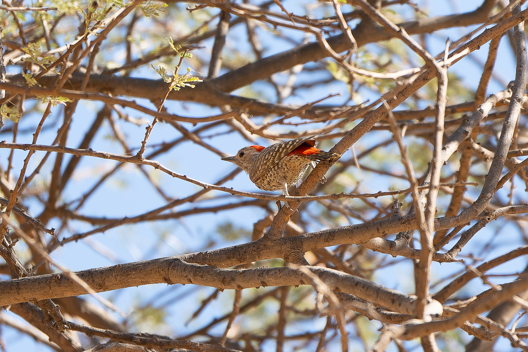 Little Grey Woodpecker (image by Diedert Koppenol)