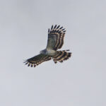 Long-tailed Honey-buzzard (image by Phil Hansbro)