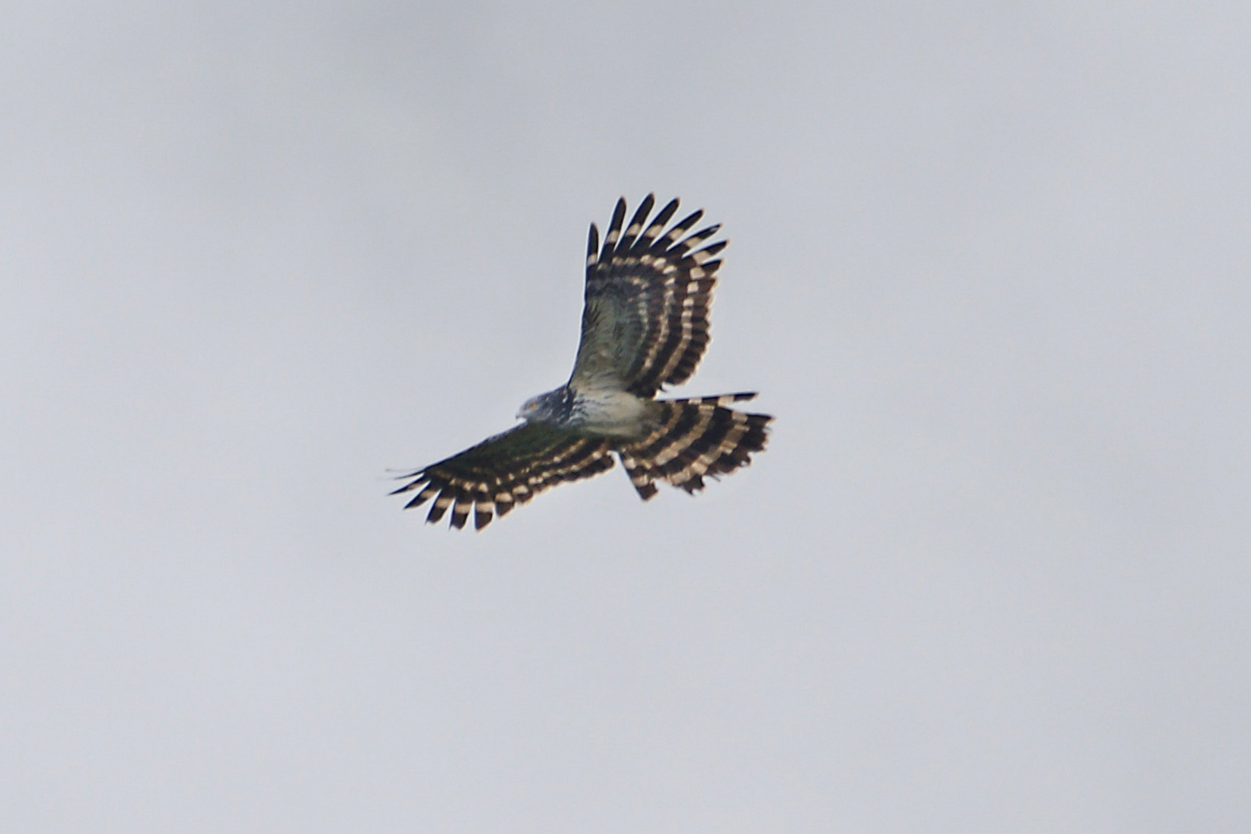 Long-tailed Honey-buzzard (image by Phil Hansbro)