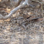 Long-tailed Nightjar (image by Diedert Koppenol)
