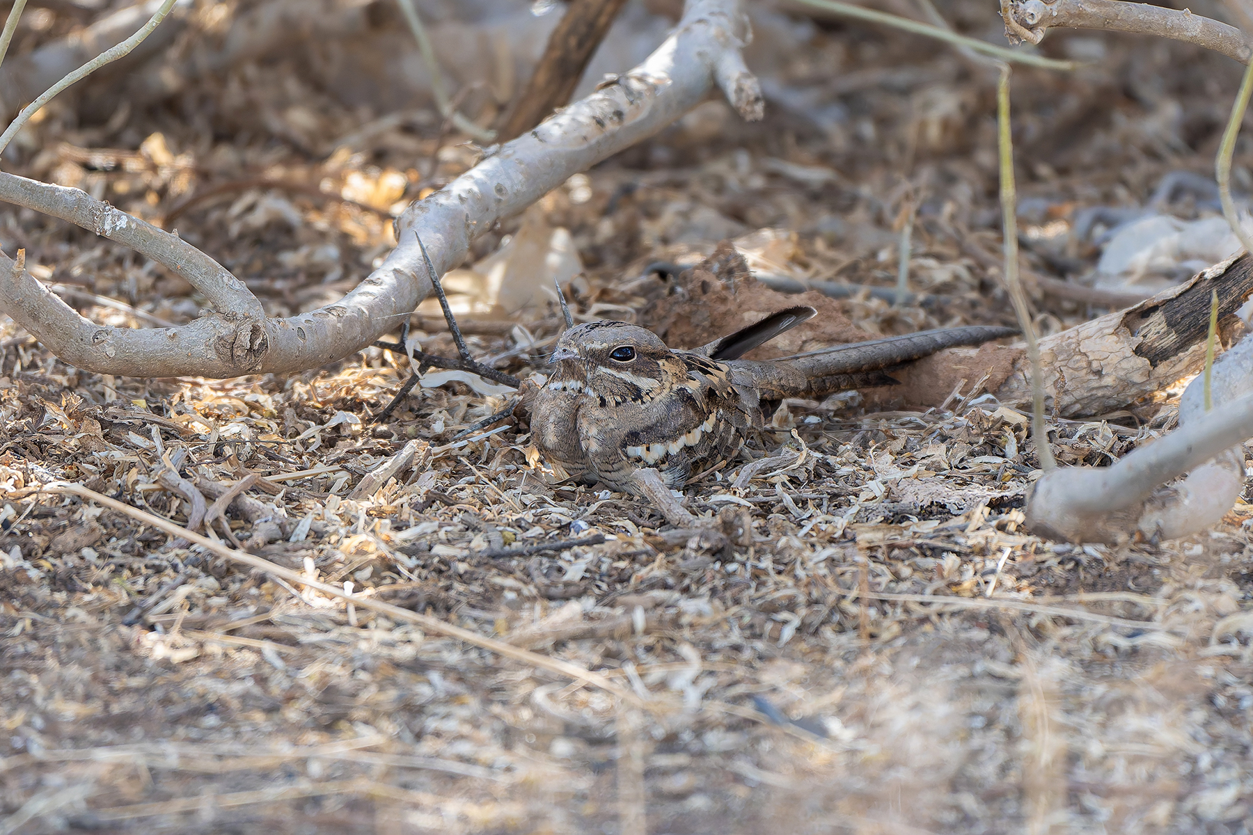 Long-tailed Nightjar (image by Diedert Koppenol)