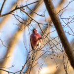 Long-tailed Rosefinch (image by Dave Farrow)