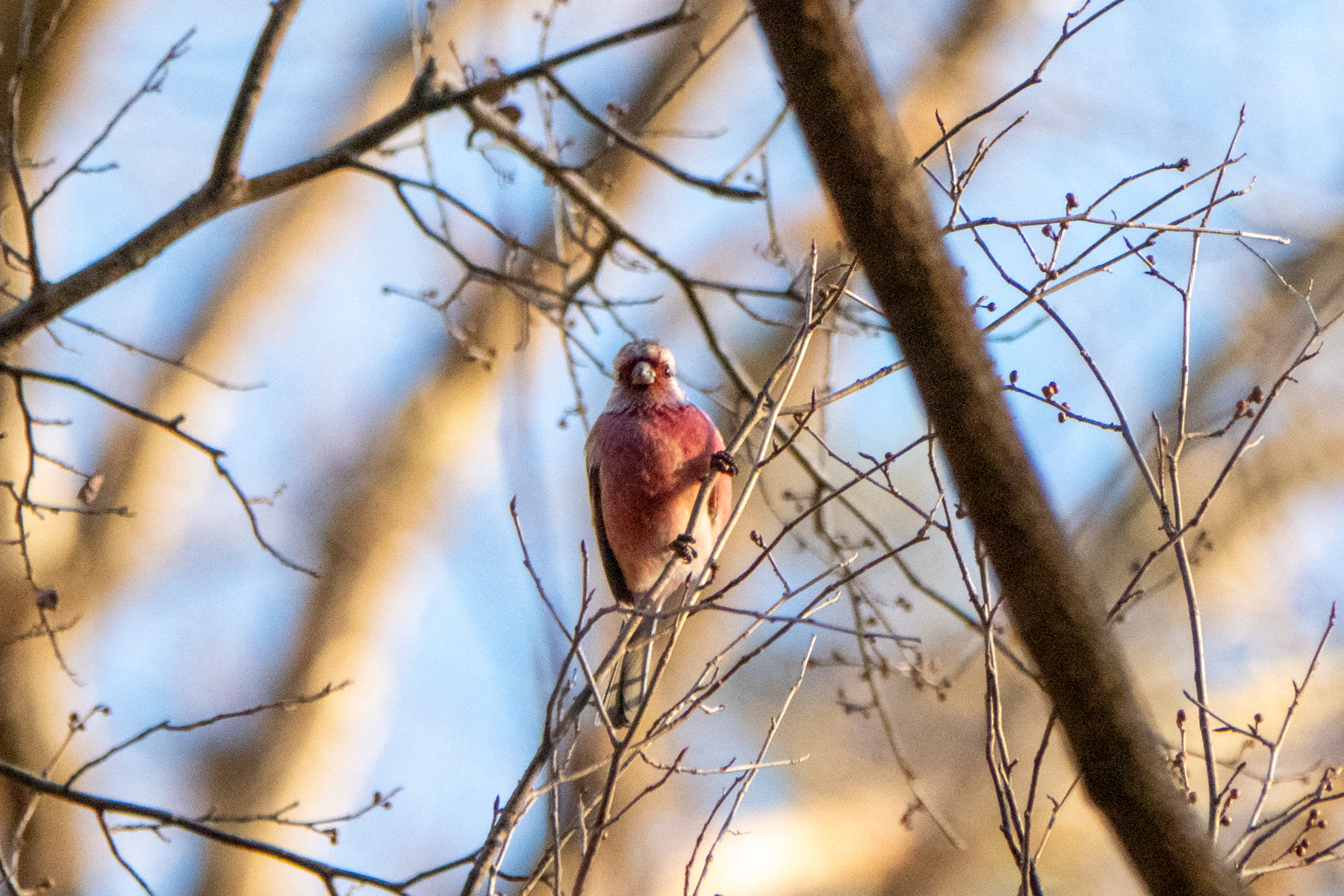 Long-tailed Rosefinch (image by Dave Farrow)