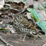 Long-tailed Thrush (image by Craig Robson)