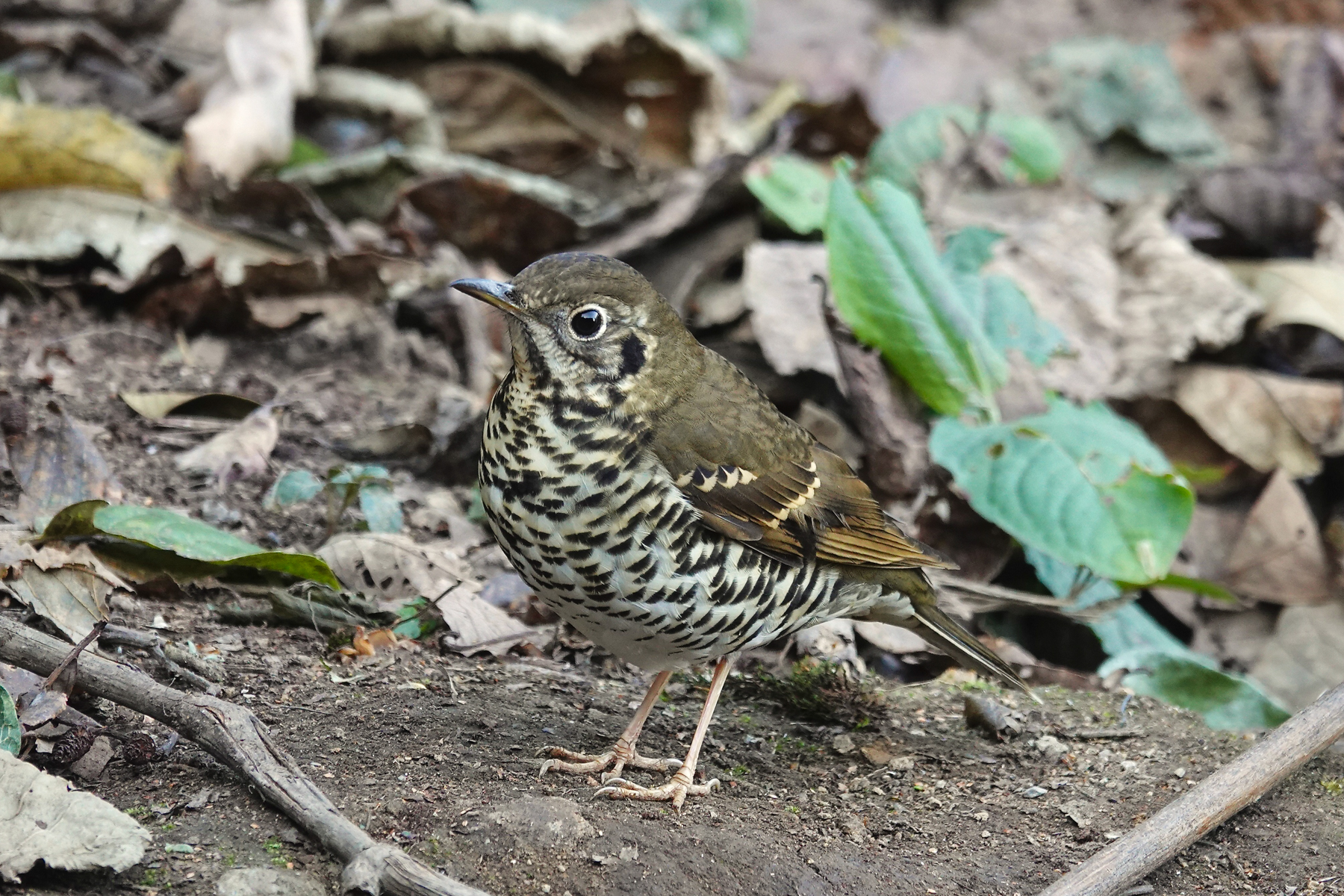 Long-tailed Thrush (image by Craig Robson)