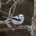 Long-tailed Tit (image by Dave Farrow)