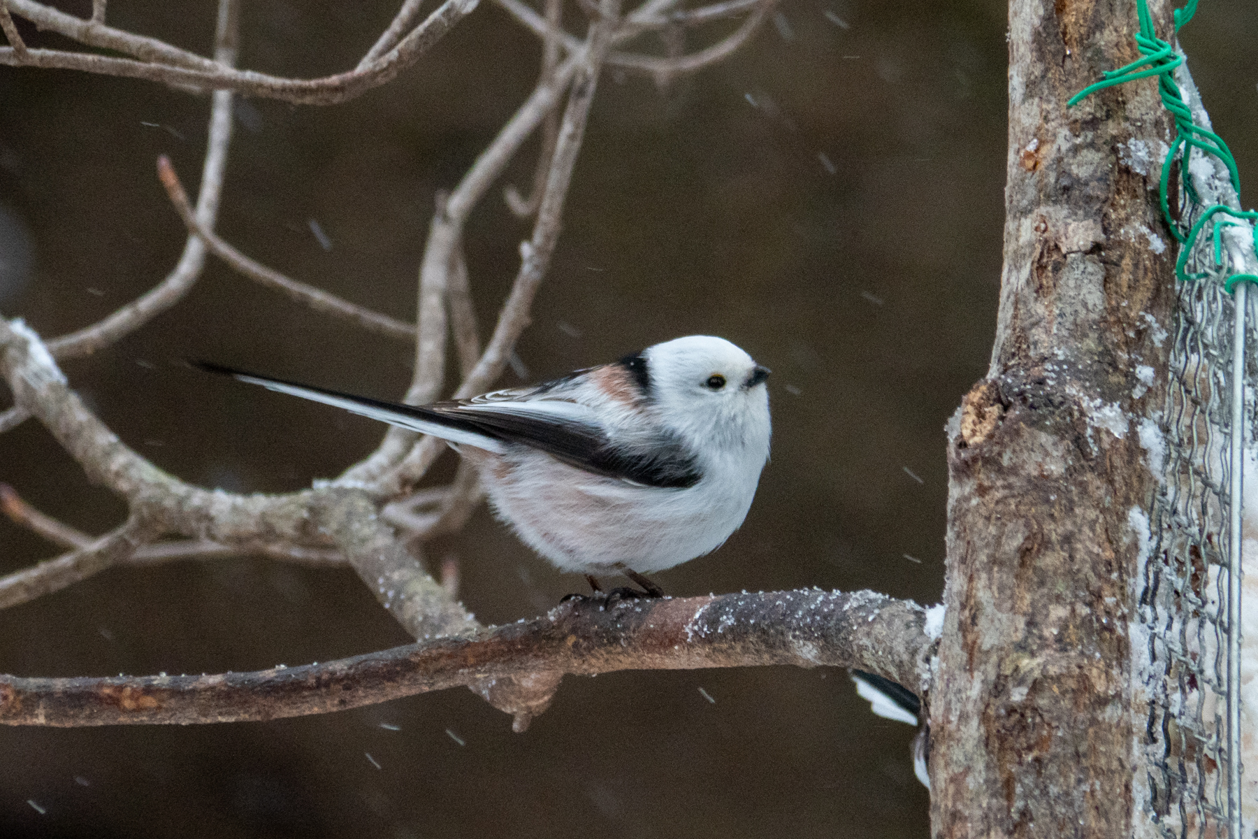 Long-tailed Tit (image by Dave Farrow)