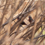 Mali Firefinches (image by Diedert Koppenol)