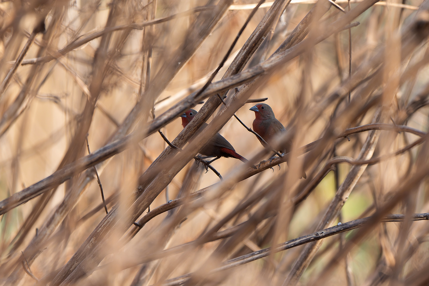 Mali Firefinches (image by Diedert Koppenol)
