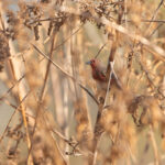 Mali Firefinch (image by Diedert Koppenol)