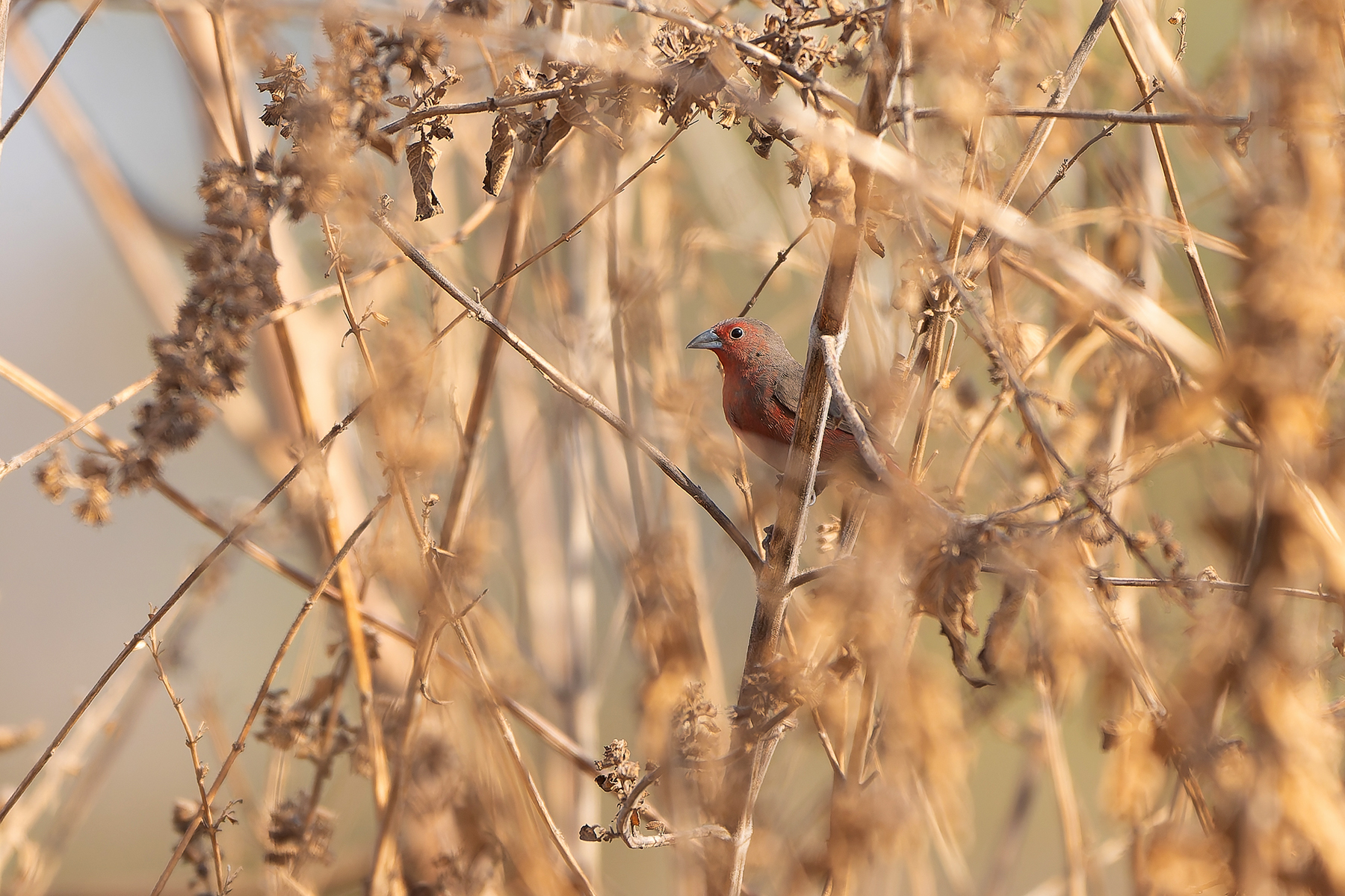 Mali Firefinch (image by Diedert Koppenol)