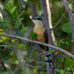 Mangrove Cuckoo (image by Eustace Barnes)