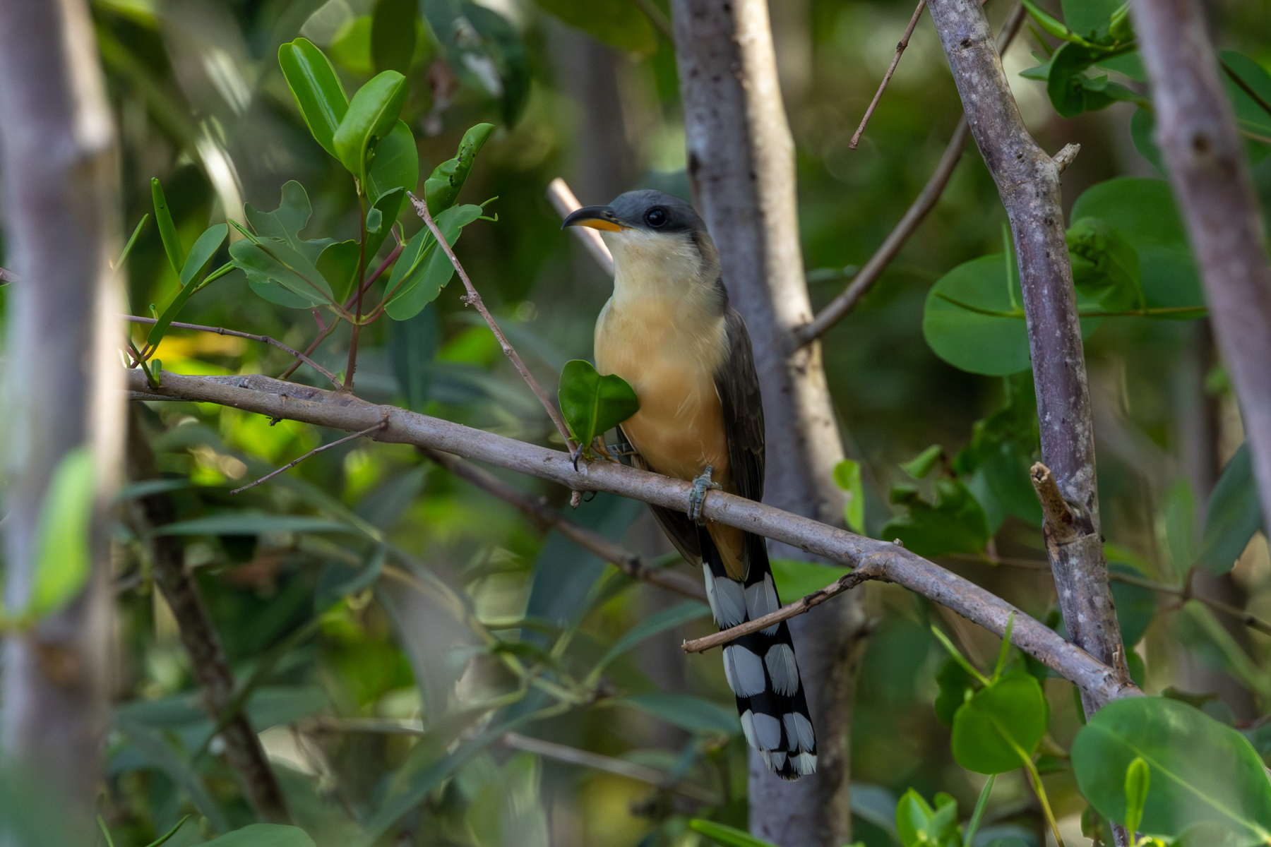 Mangrove Cuckoo (image by Eustace Barnes)