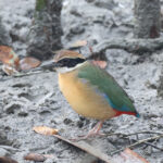 Mangrove Pitta (image by Hannu Jännes)