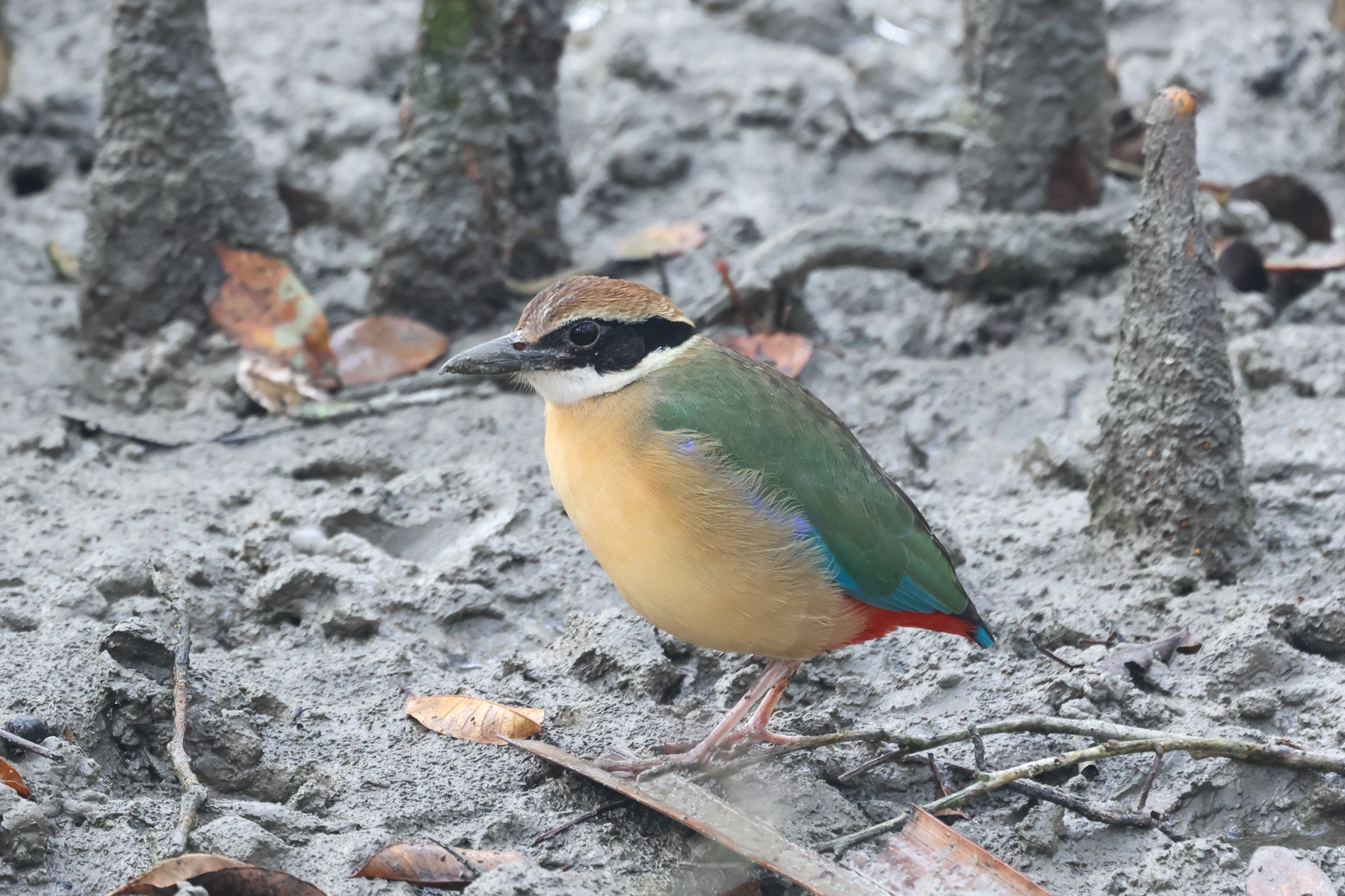 Mangrove Pitta (image by Hannu Jännes)