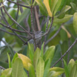 Mangrove Sunbird (image by Diedert Koppenol)