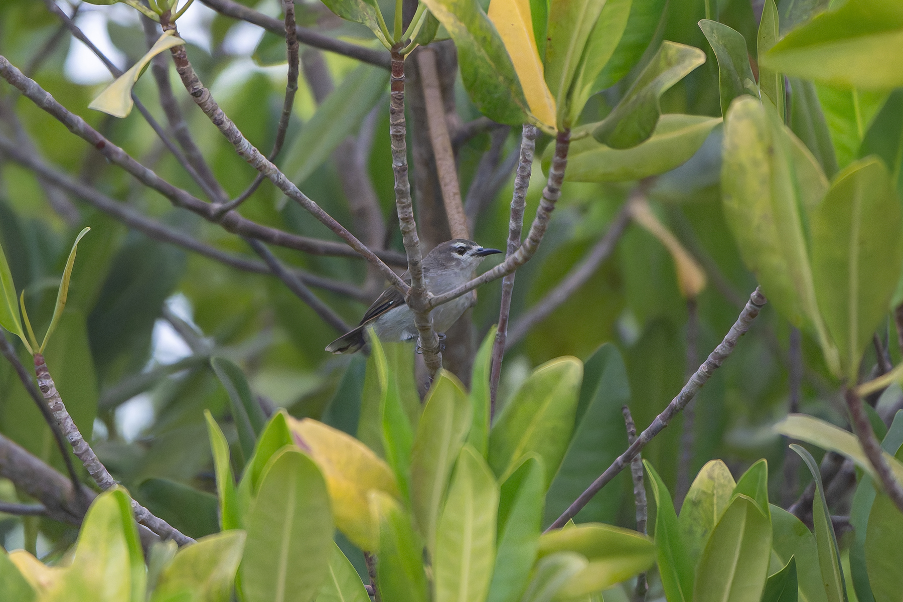 Mangrove Sunbird (image by Diedert Koppenol)