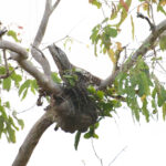 Marbled Frogmouth (image by Phil Hansbro)