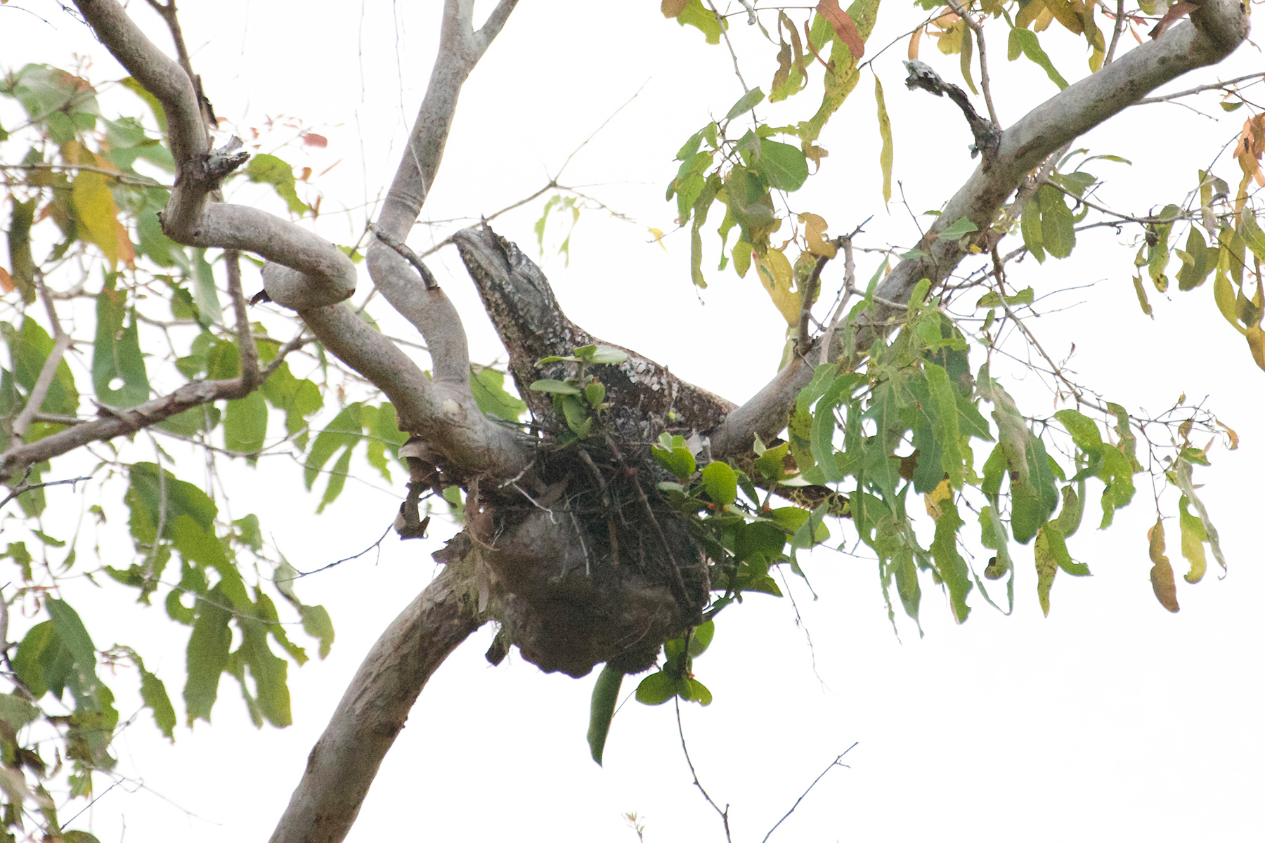 Marbled Frogmouth (image by Phil Hansbro)
