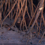 Marsh Mongoose (image by Diedert Koppenol)