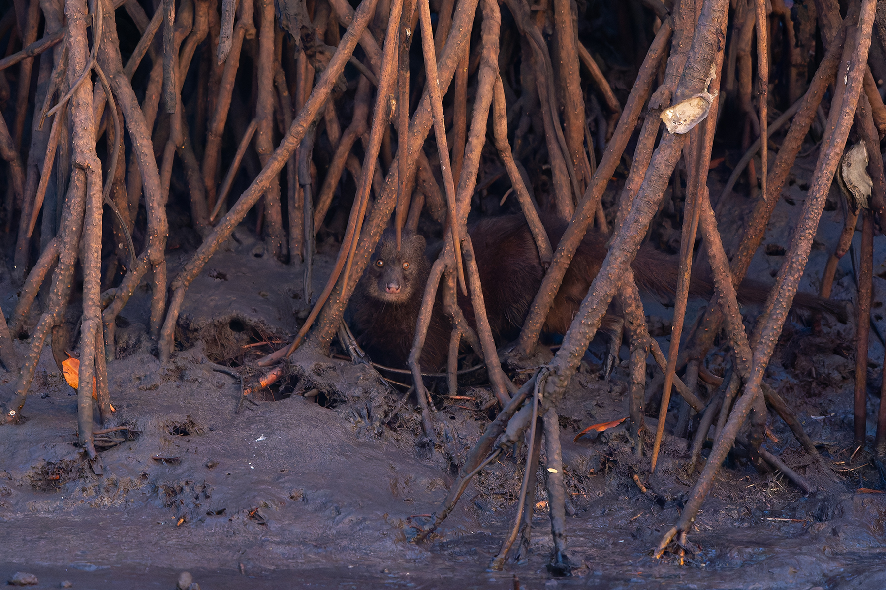 Marsh Mongoose (image by Diedert Koppenol)