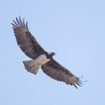 Martial Eagle (image by Martin Hale)
