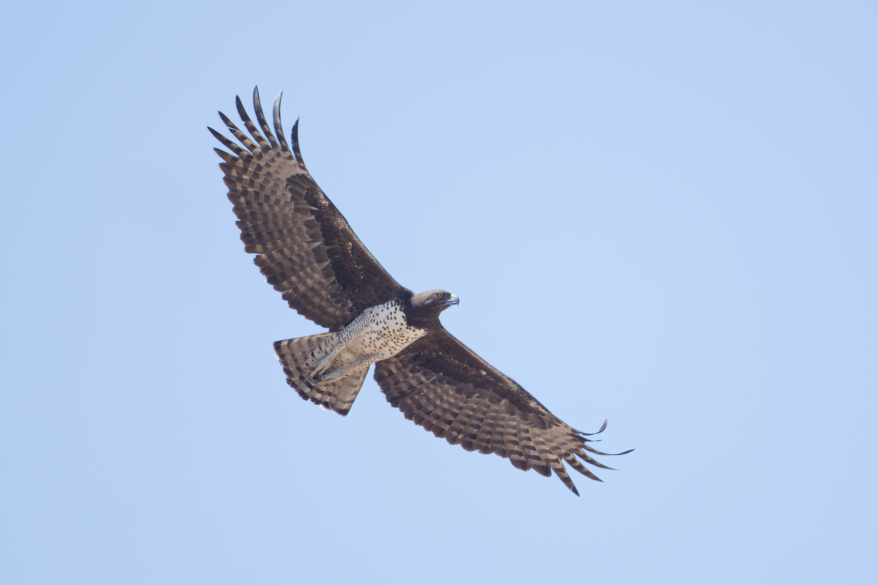 Martial Eagle (image by Martin Hale)