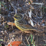 Masked Bunting (image by Dave Farrow)