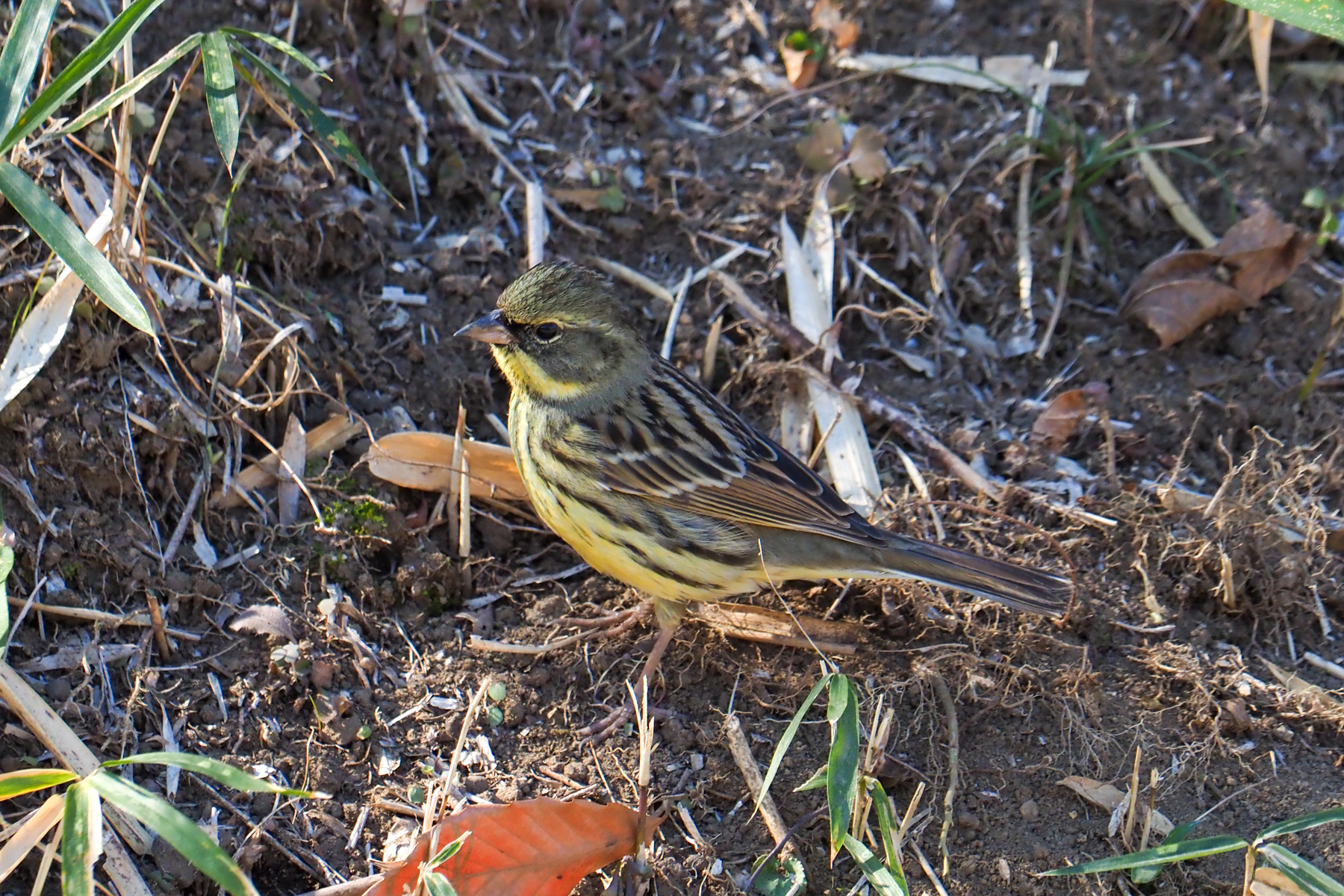 Masked Bunting (image by Dave Farrow)
