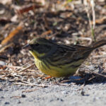 Masked Bunting (image by Dave Farrow)