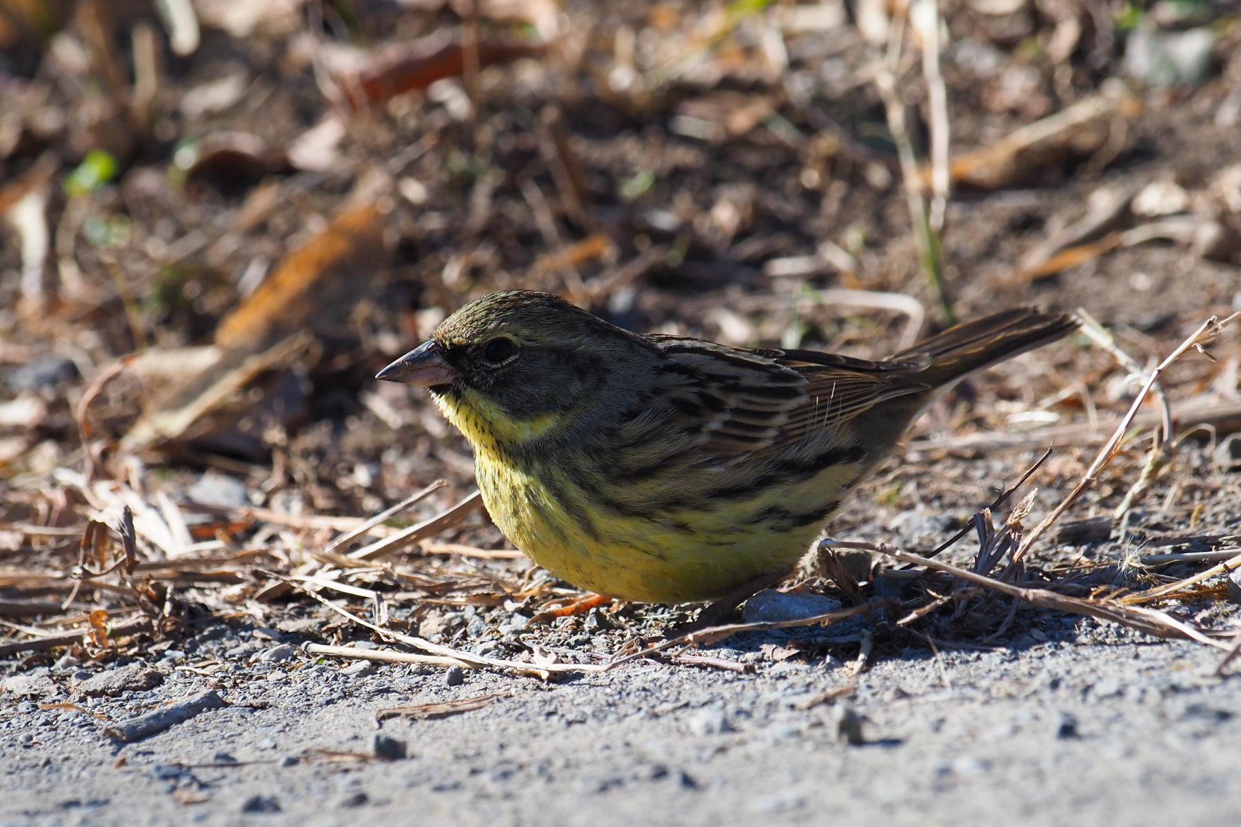 Masked Bunting (image by Dave Farrow)